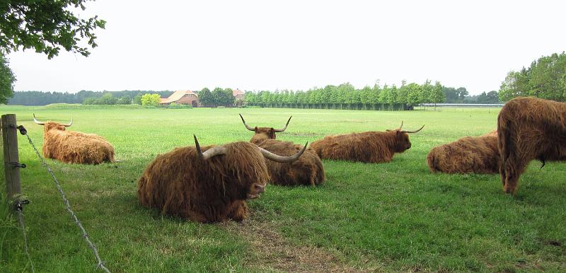 Hoe hebben jullie die in je MG gekregen (151).JPG